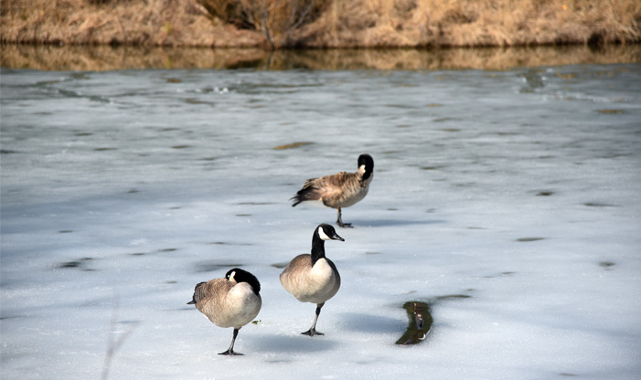 spring thaw