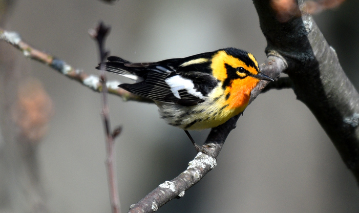 warblers of spring