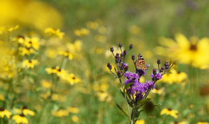 Fueling Frenzy for Fall Migration - Schlitz Audubon