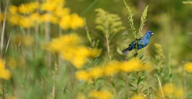 Indigo Bunting contrasted with Black-eyed Susans near Teal Pond.