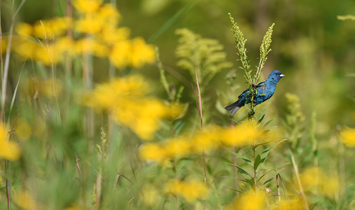 Indigo Bunting contrasted with Black-eyed Susans near Teal Pond.