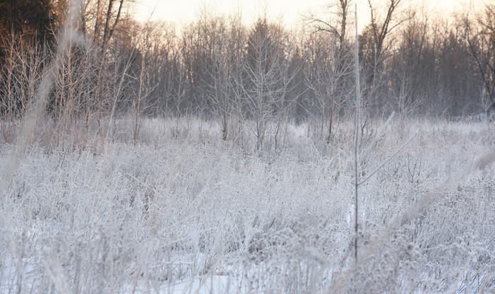 frost at schlitz audubon