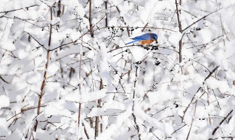 Eastern Bluebird