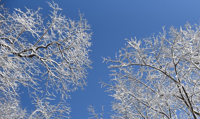 bluebird day