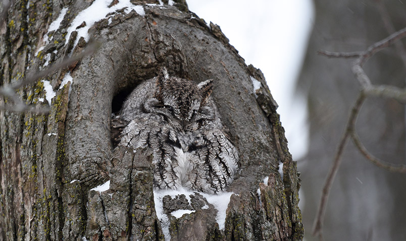 eastern screech owl