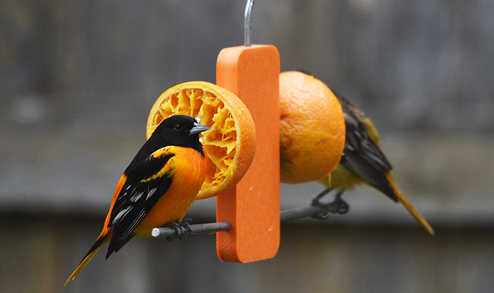 The Orange Brilliance Of The Baltimore Oriole Schlitz Audubon