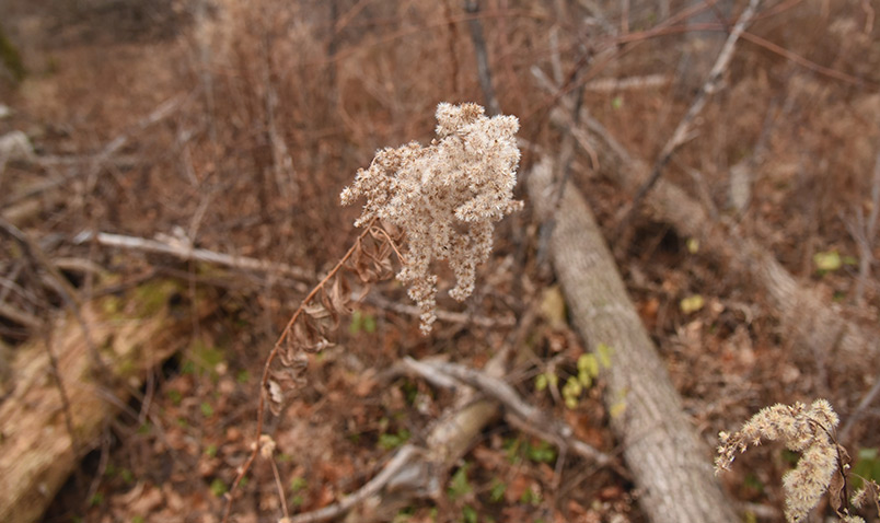 Goldenrod with seeds still ready to disperse at Schlitz Audubon