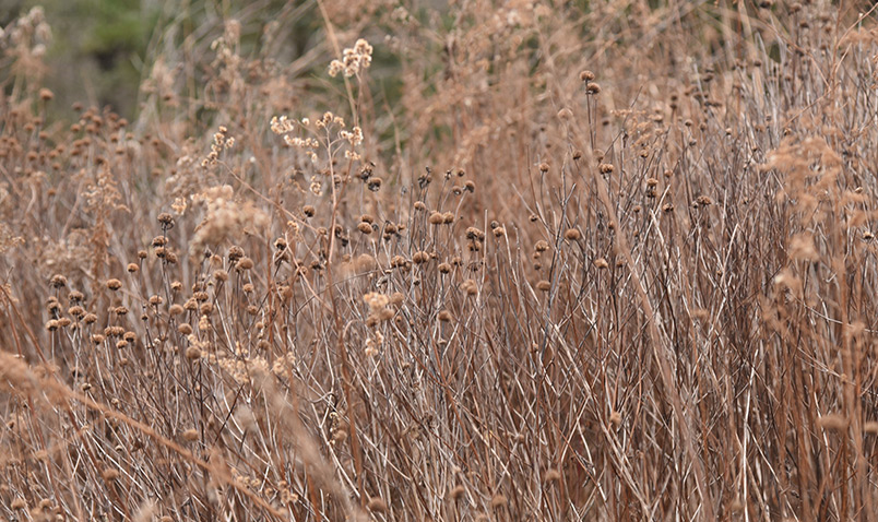 Wild bergamot stems at Schlitz Audubon