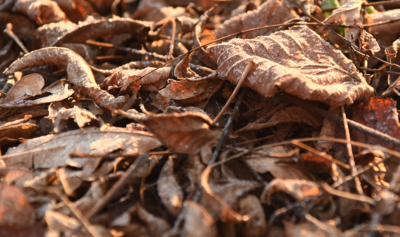 A thin layer of frost on fallen leaves at Schlitz Audubon