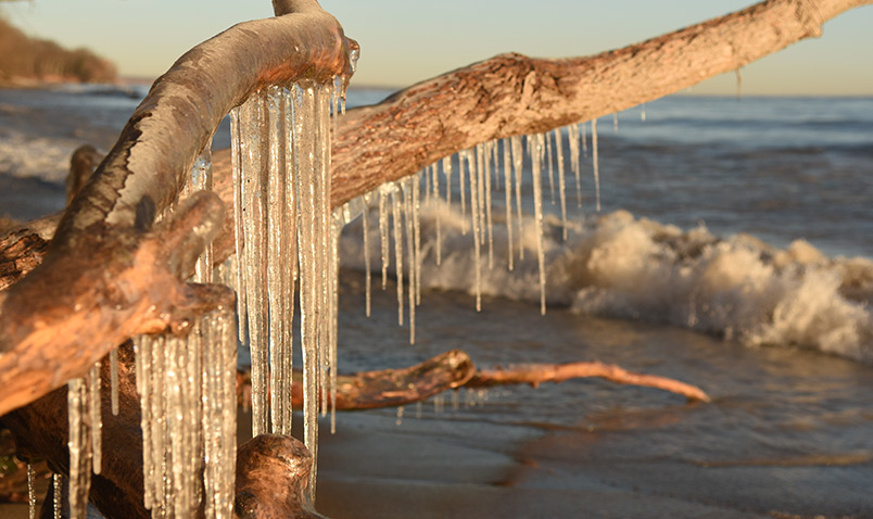 Icicles forming on driftwood at the beach