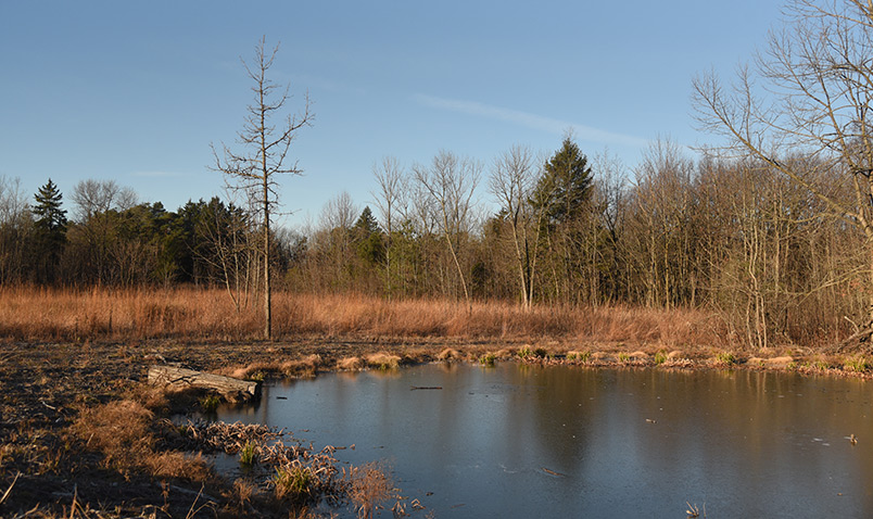 A late fall view from Dragonfly Pond boardwalk at Schltiz Audubon