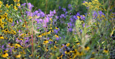 Prairie flowers in summer at Schlitz Audubon