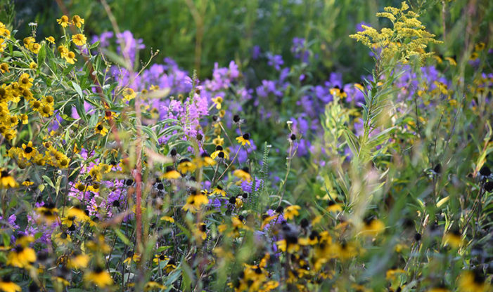 Prairie flowers in summer at Schlitz Audubon