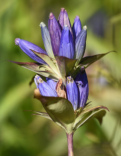 Bottle gentian in later summer at Schlitz Audubon