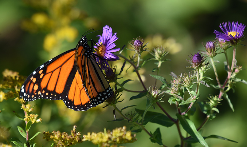 Monarch butterfly on aster in late summer at Schlitz Audubon
