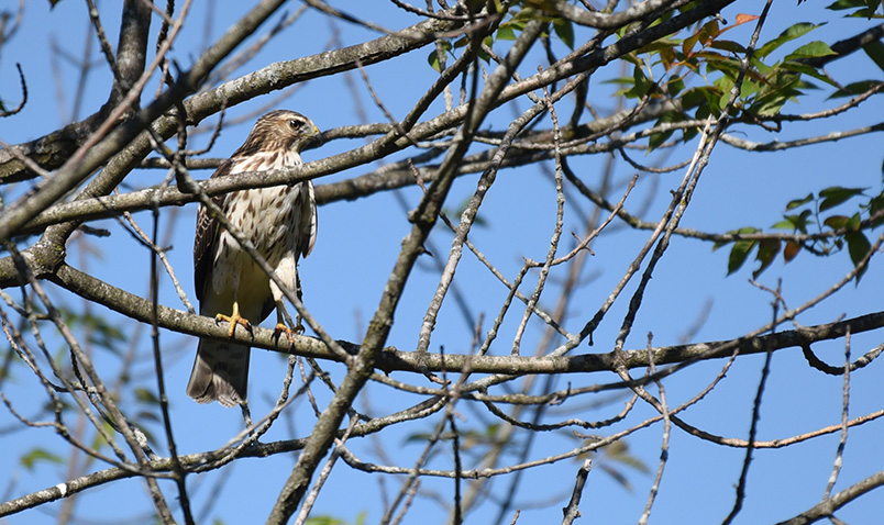 Broad-winged Hawk in wild at Schlitz Audubon in late summer