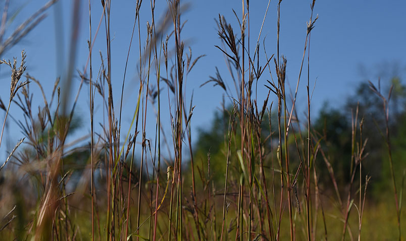 Prairie grass in late summer at Schlitz Audubon