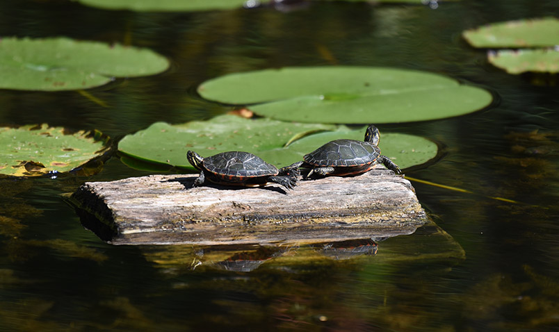 Painted turtles on log at Mystery Lake at Schlitz Audubon in late summer