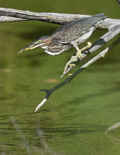 Green Heron hunting at Schltiz Audubon's Mink Pond in later summer