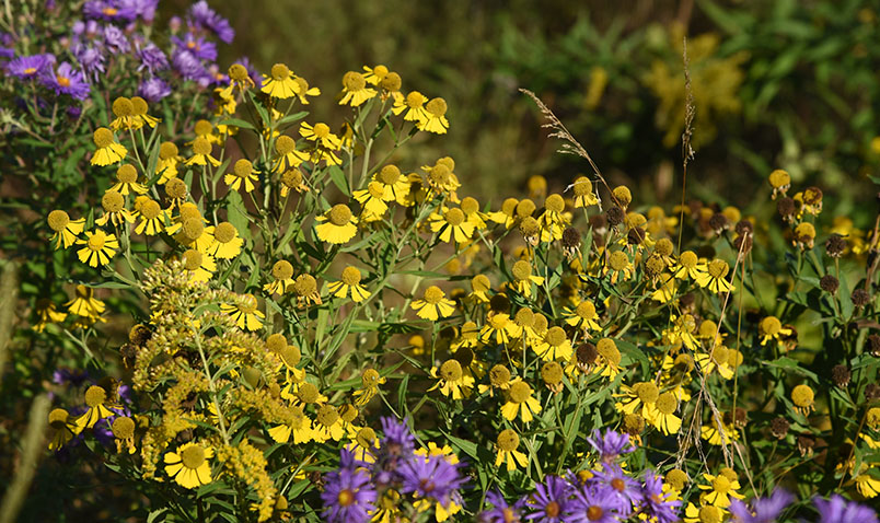 Sneezweed at Schlitz Audubon in late summer