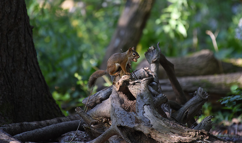 Red squirrel in late summer at Schlitz Audubon