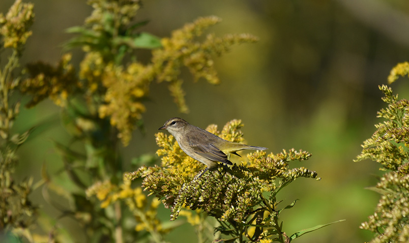 Palm Warbler in goldenrod in late summer at Schlitz Audubon