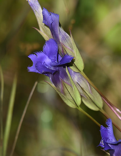 Fringed gentian at Schlitz Audubon in later summer