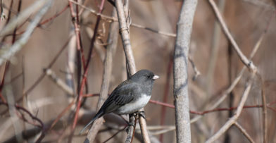 Junco