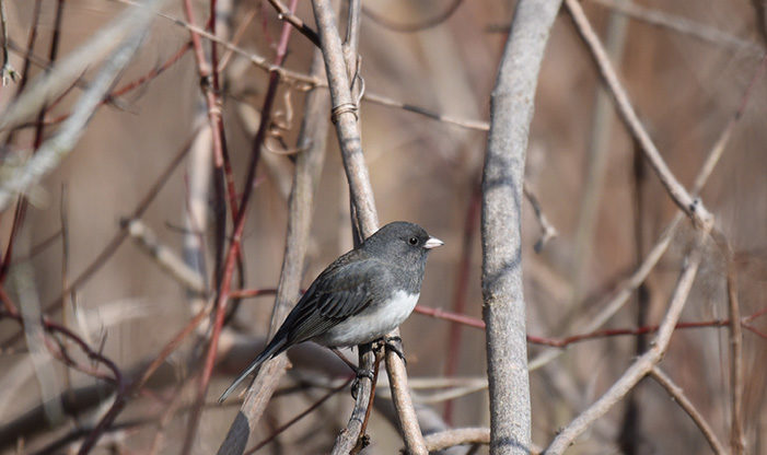 Junco