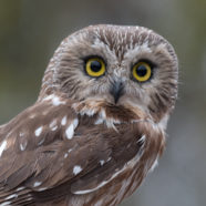 Willow, a Northern Saw-whet Owl