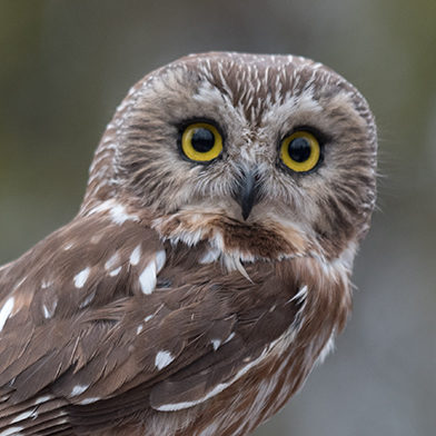 Willow, a Northern Saw-whet Owl