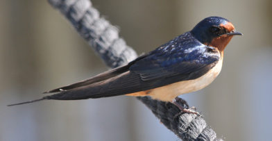 Barn Swallow