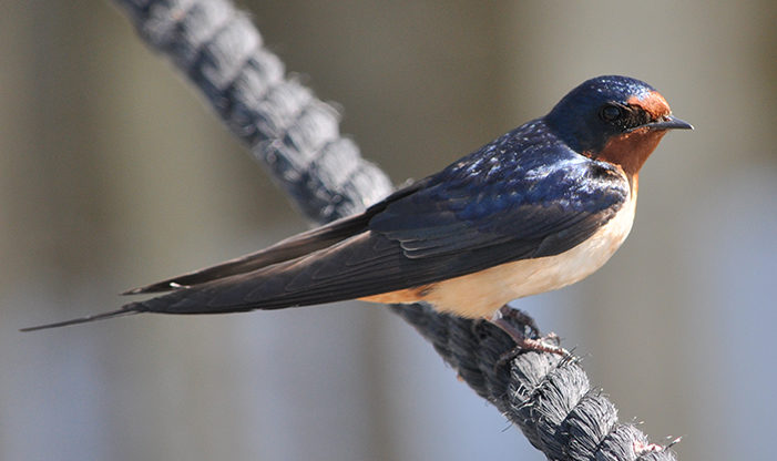 Barn Swallow