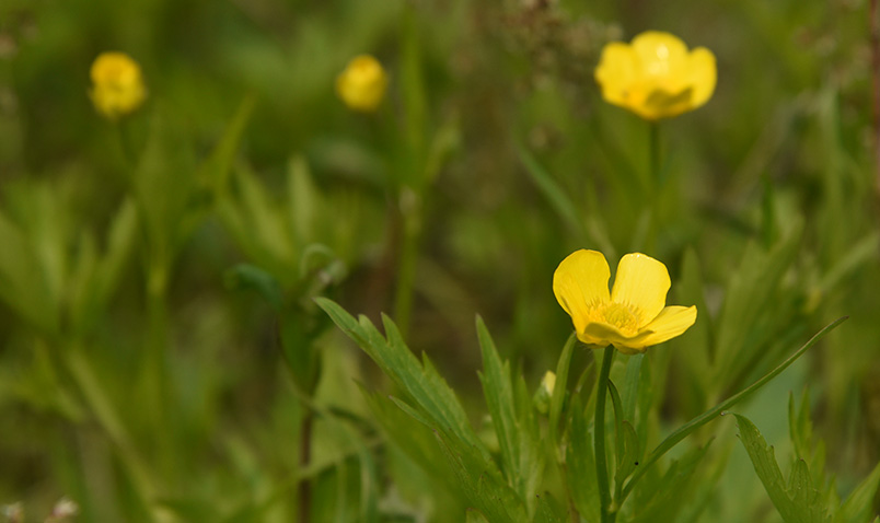 Buttercup in Hardwood Swamp Restoration Project Phase 2