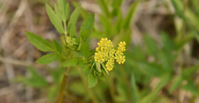 Golden Alexander in Harwood Swamp Restoration Project Phase 2