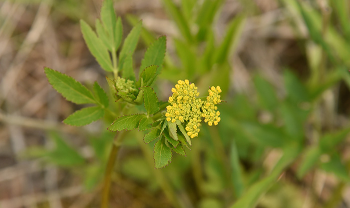 Golden Alexander in Harwood Swamp Restoration Project Phase 2