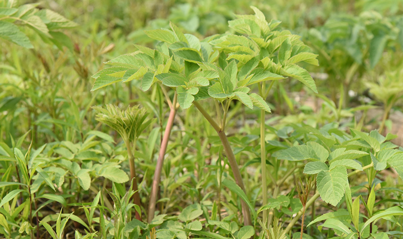 Purple Angelica