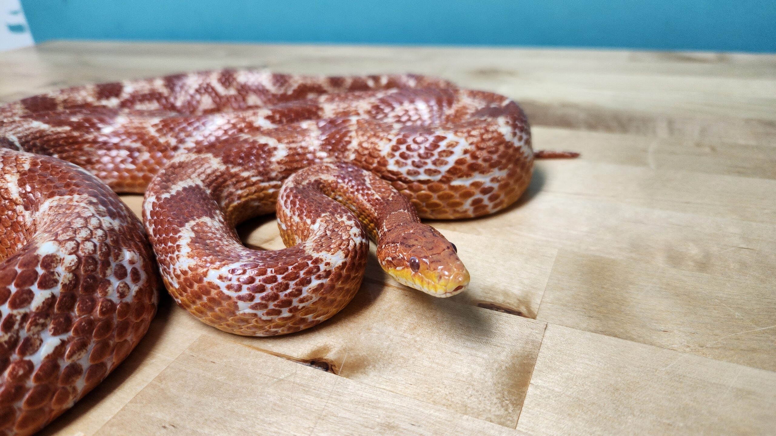 Snake Sat Spectacular Snakes! - Schlitz Audubon