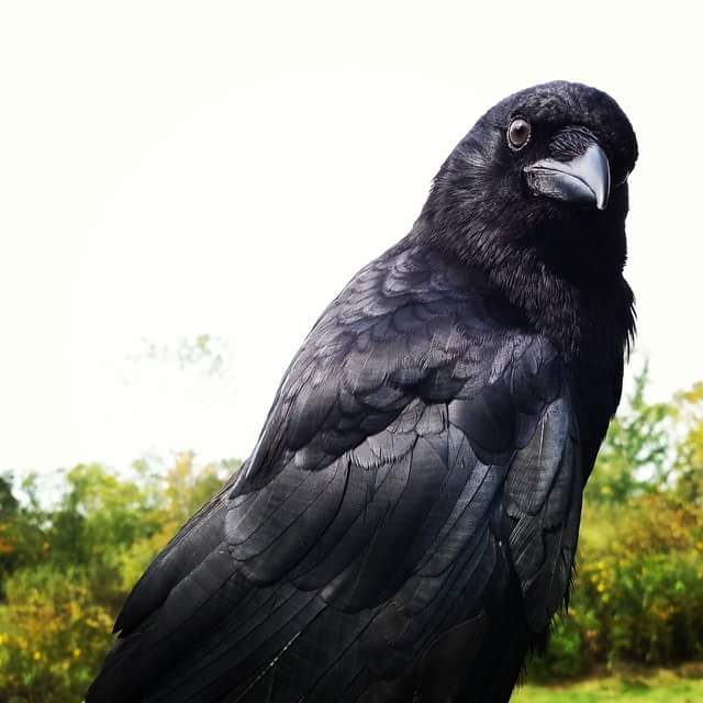 Crow プロフ必読 Raptor Ambassador Spotlight: Loki the American Crow - Schlitz Audubon