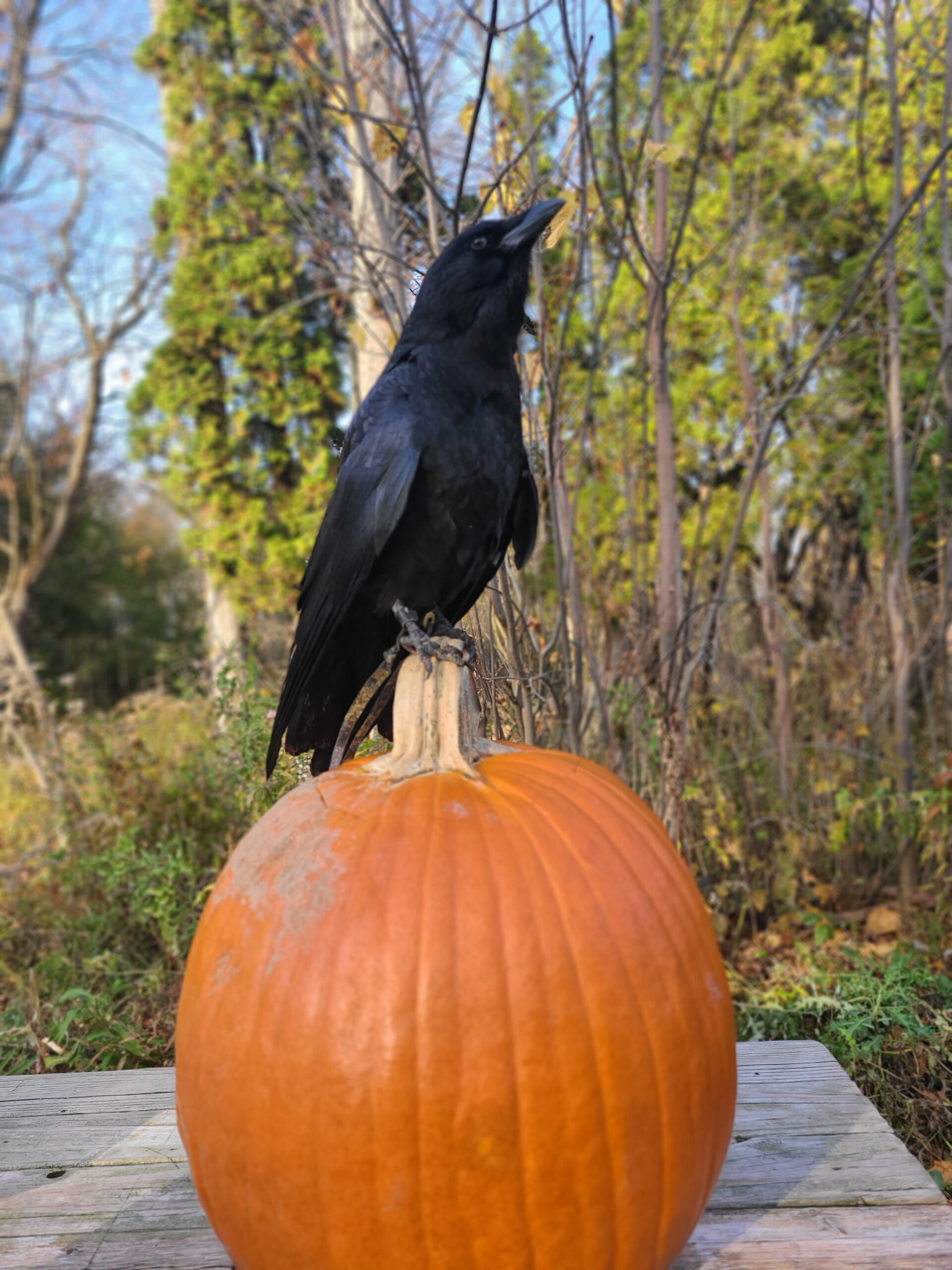 Raptor Ambassador Spotlight: Loki the American Crow - Schlitz Audubon